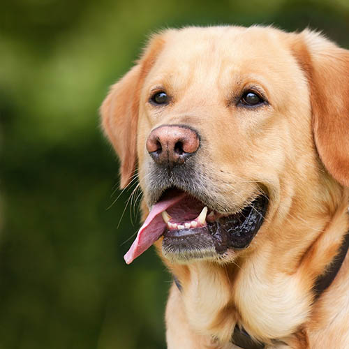  un chiot soin pharmacie du Plain Champ