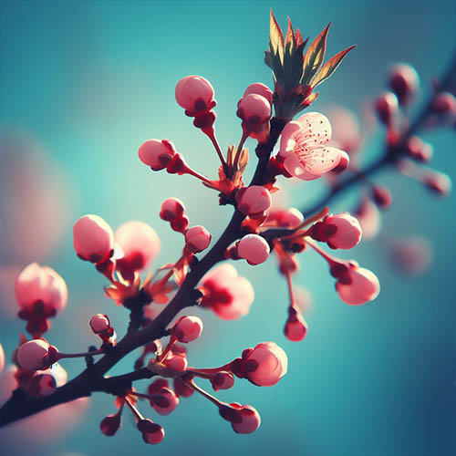 Gemmothérapie herboristerie Chelles